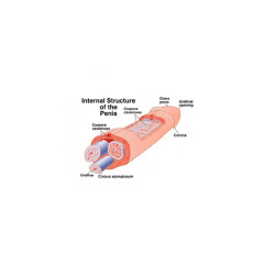 Penomet Penis Hydro pump Penomet Penis Hydro pump